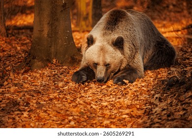Brown bear. Wildlife. Wild animals. Fauna.