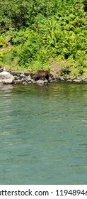 Brown Bear At Wolverine Creek, Alaska