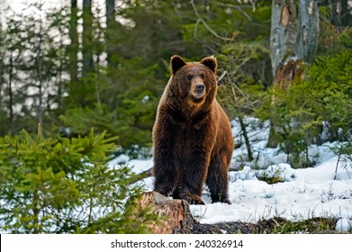 Brown Bear In The Woods In Winter