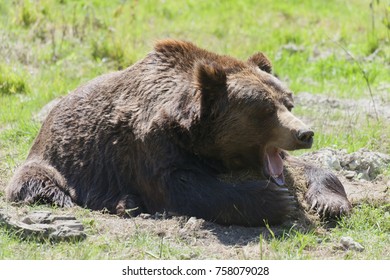 Brown bear yawning - Ursus arctos