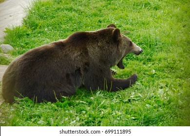 The Brown Bear Yawns.