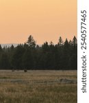 Brown Bear in Yellowstone National Park near Old Faithful