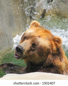 Brown Bear-3