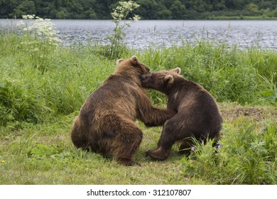Brown bears