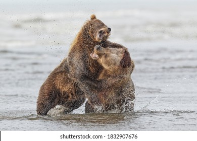 baby grizzly bear fighting