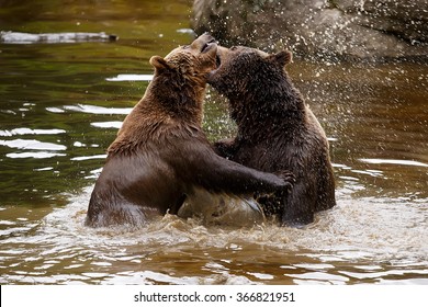 9,386 Bear Fighting Images, Stock Photos & Vectors | Shutterstock