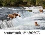 Brown bears fishing at Brooks falls. Red sockeye salmon jumping into a brown bear’s open mouth. Katmai National Park. Alaska. 