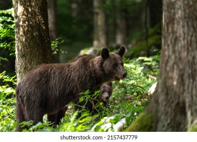 Brown Bears In The Forest. Bears Is Looking For Food. Nature In Slovenia Wood. 