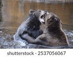 Brown Bears at Fortress of the Bears, Sitka Alaska