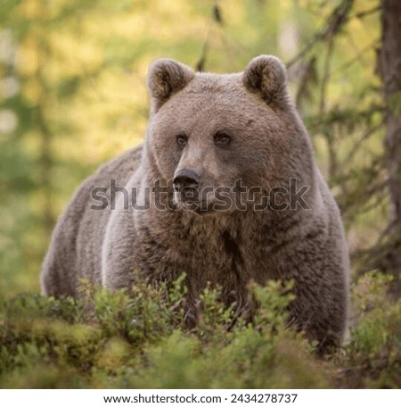 Similar – Brown Bear Adventure