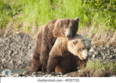 Brown Bears Mating.