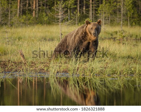 Similar – Brown Bear Adventure