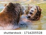 Brown bears are playing in a pool