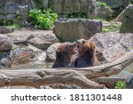 Brown Bears Playing in Pool