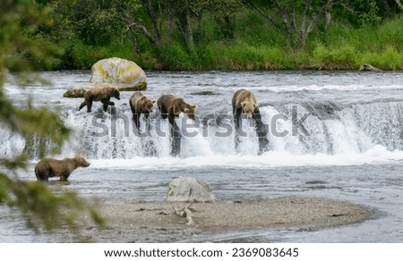 Brown bears salmon fishing on top of Brooks Falls in Katmai National Park. Alaska. USA.