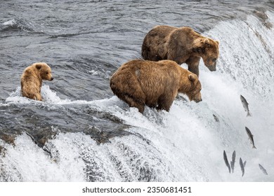 brown bears stand on the edge of Brooks Falls waiting for salmon to jump up the falls.