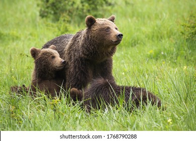 Brown bear,ursus arctos, family resting on meadow during the summer. Mammal mother with cubs sitting in grass with blurred background. Wild animals lying on field.