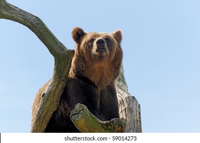 Brown bear,ursus arctos, on a tree