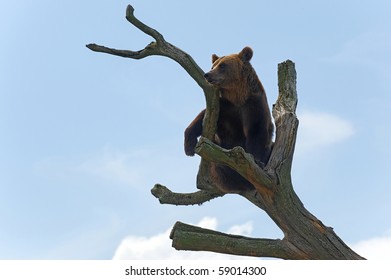 Brown bear,ursus arctos, on a tree
