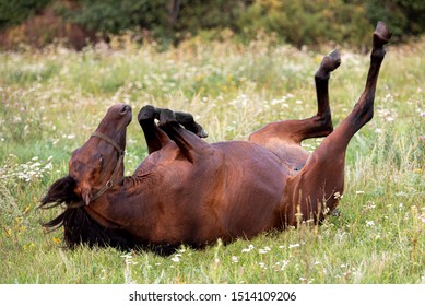 Brown beautiful cute young horse lying on its back on a summer day in a field