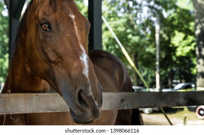 Brown Beautiful Horse In Saratoga Springs Ready To Run A Race Course (USA). Animal Orange Eyes. Desktop Background. Close Up Of It Looking In The Camera.