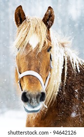 Brown And Beautiful Horse In Snow