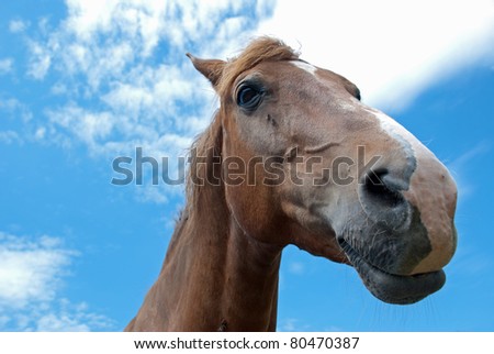 Similar – Image, Stock Photo Curious horse against sky. View from below