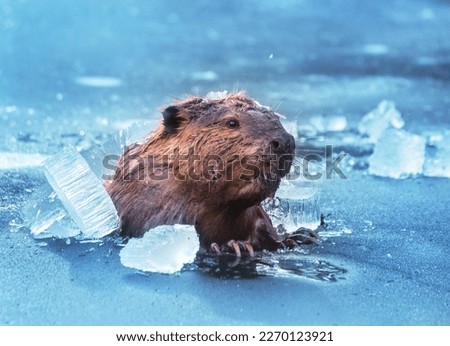 Brown beaver breaking through thick ice on a pond