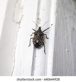 Brown  Bedbug Creeps On A White Board Macro