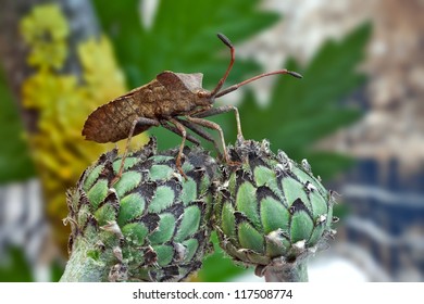  Brown Bedbug And Flower Buds