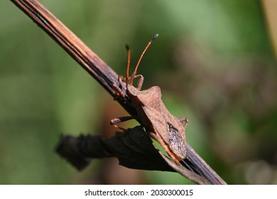 Brown Bedbug On A Brown Thin Twig