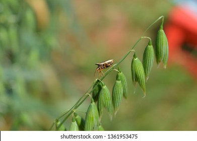 Brown Bedbug Walking On An Oat Panicle