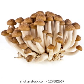Brown Beech Mushroom Isolated On White