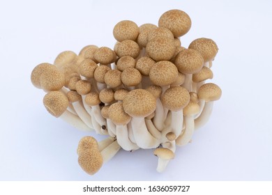 Brown Beech Mushroom On White Background.