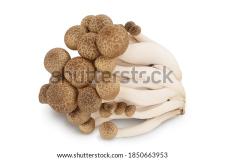 Brown beech mushrooms or Shimeji mushroom isolated on white background with clipping path and full depth of field.