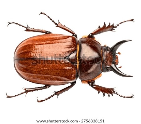 Brown Beetle Hard Shell Macro Isolated on White Background
