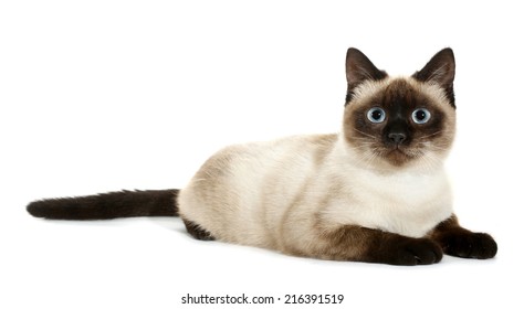 Brown beige cat with blue eyes lies down