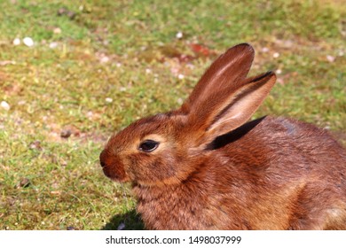 Brown Belgian Hare On Grass