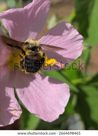 Brown belted bumble bee pollinating seashore mallow (Kosteletzkya virginica)