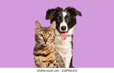 Brown bengal cat and a border collie dog panting with happy expression together on violet background, looking at the camera - Powered by Shutterstock