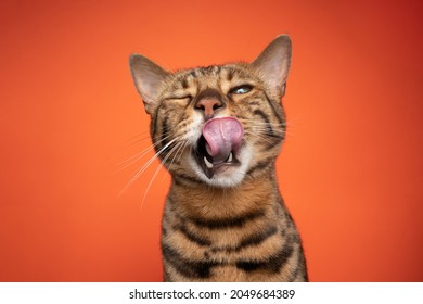 brown bengal cat portrait making funny face licking lips with mouth open looking at camera on orange background - Shutterstock ID 2049684389