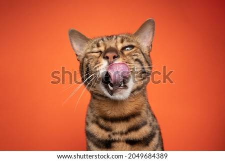 brown bengal cat portrait making funny face licking lips with mouth open looking at camera on orange background