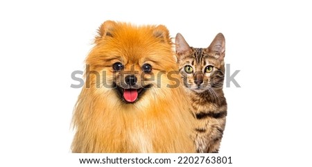 Brown bengal cat and Red Pomeranian dog panting with happy expression together on white background, banner framed looking at the camera