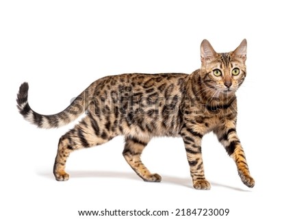 Brown bengal cat walking, isolated on white