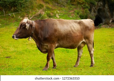 Brown Big Cow From The Side On Green Field