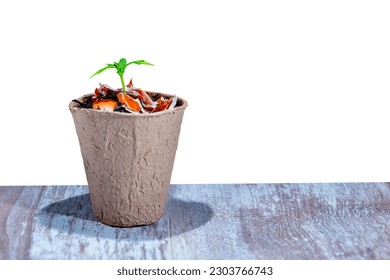 Brown biodegradable plant pots, fibre pot setting on wooden table isolated on white background. Ecology and Environmental Concept. - Powered by Shutterstock