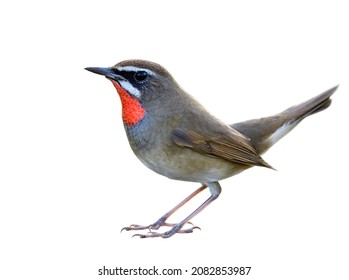 brown bird with bright red neck having tail wagging and details from brills to feet and toes, male of siberian rubythroat (luscinia calliope)