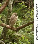 Brown bird sitting on a tree limb sleeping taken at Busch Wildlife Sactuary Jupiter Florida