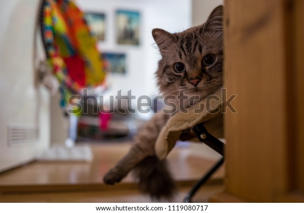 Brown Birman Cat Stock Photo Edit Now 1119080717