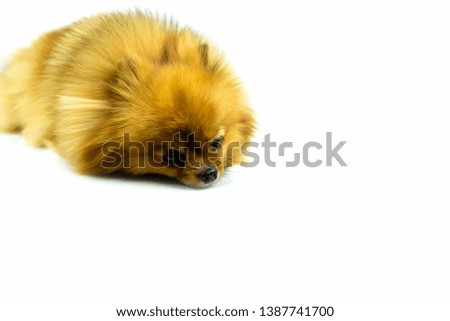 brown Bitch pomeranian . sad and lonely studio portrait of the puppy dog  lying on the white background, looking at the copy space